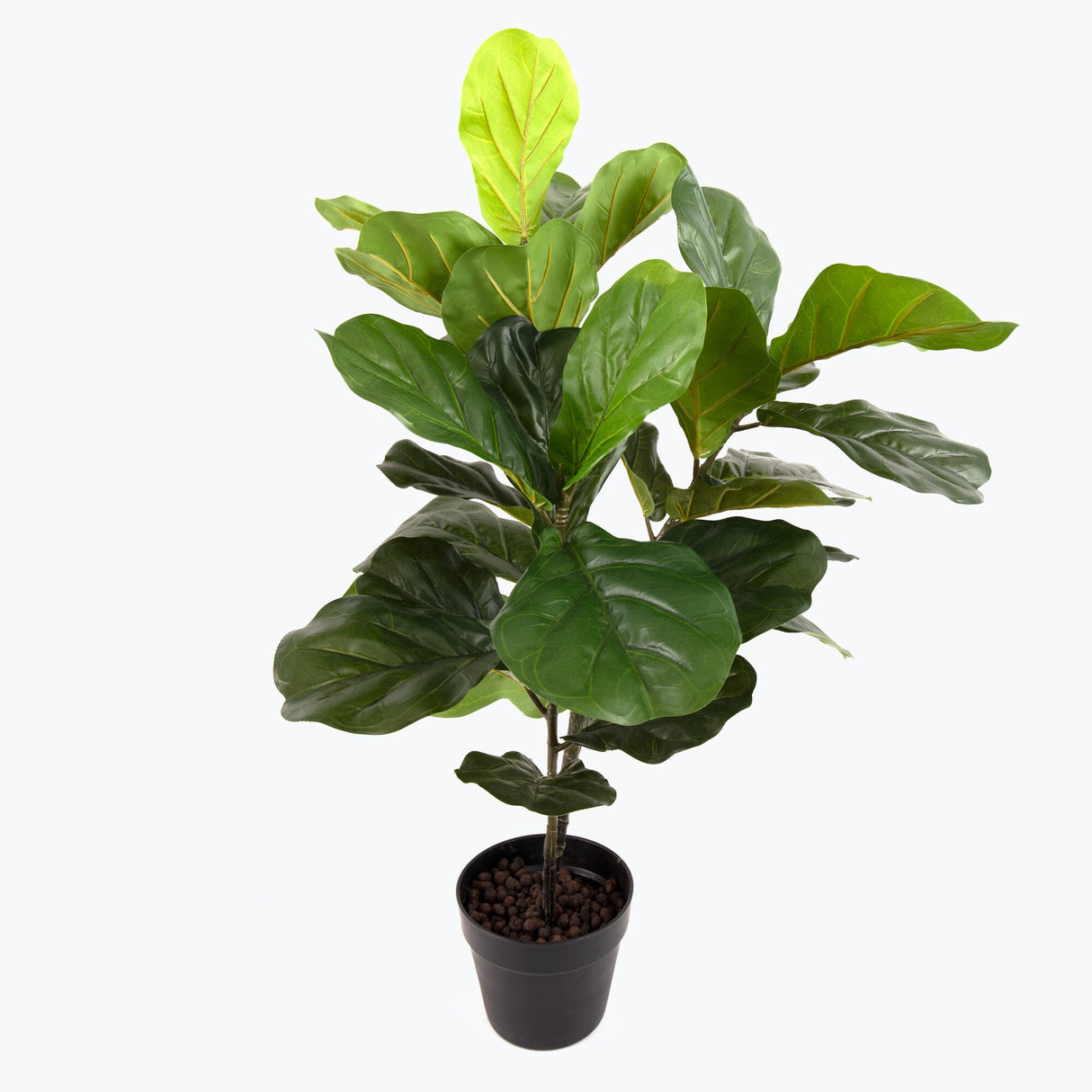 Flora Fiolfikus 100 cm