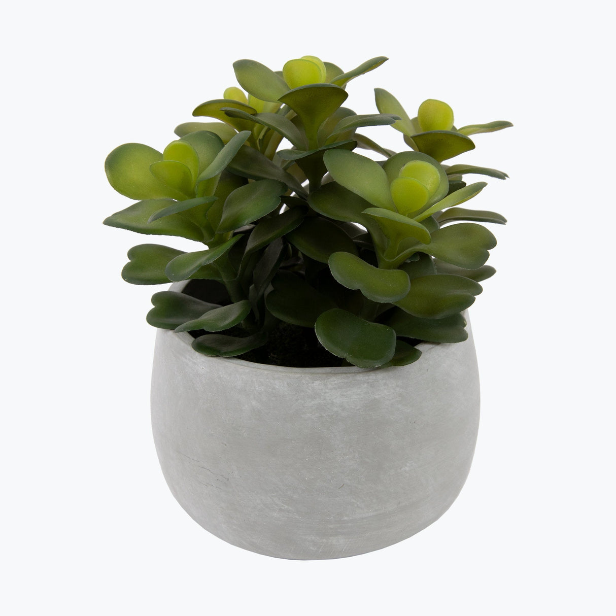 Flora suckulent