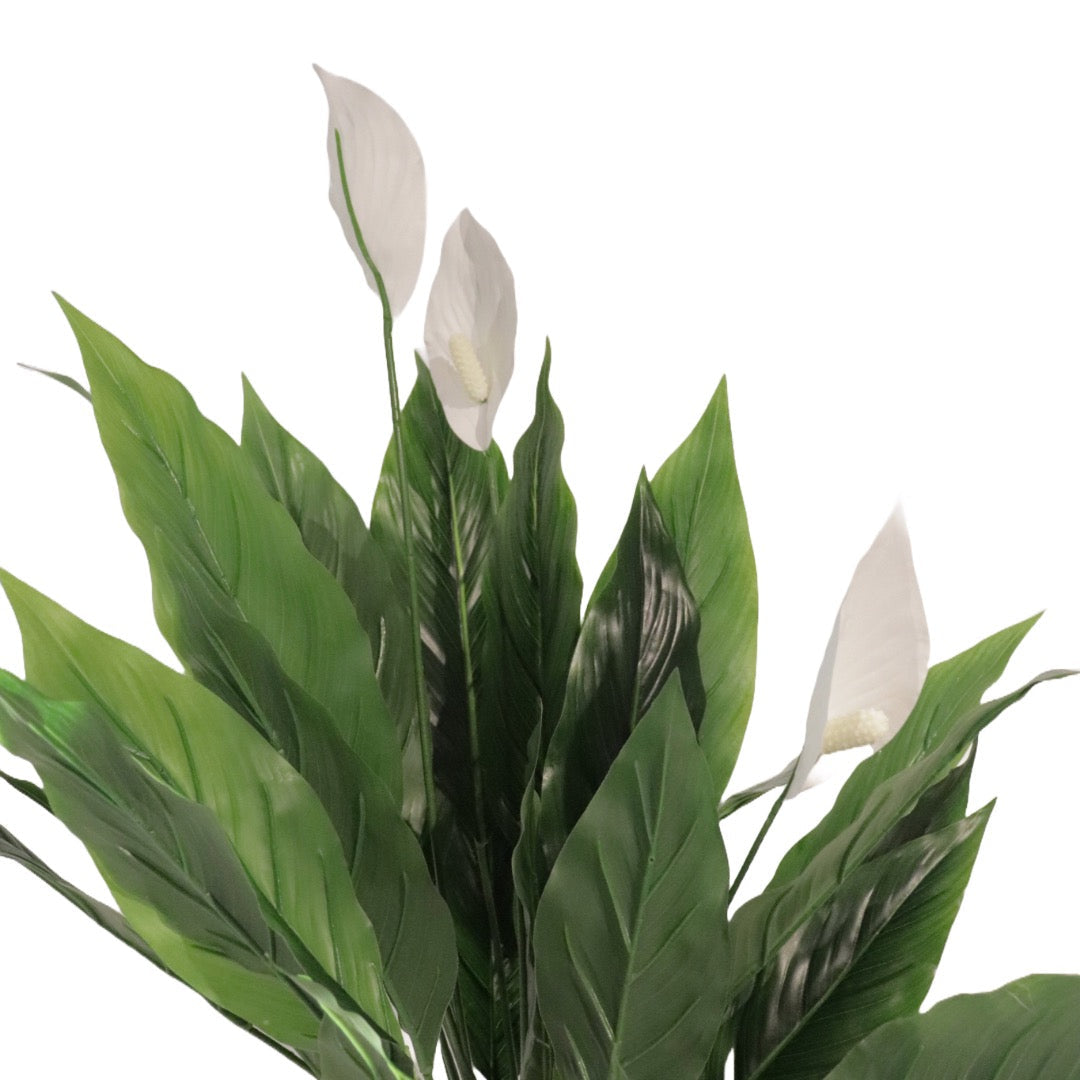 Flora fredslilja 75 cm