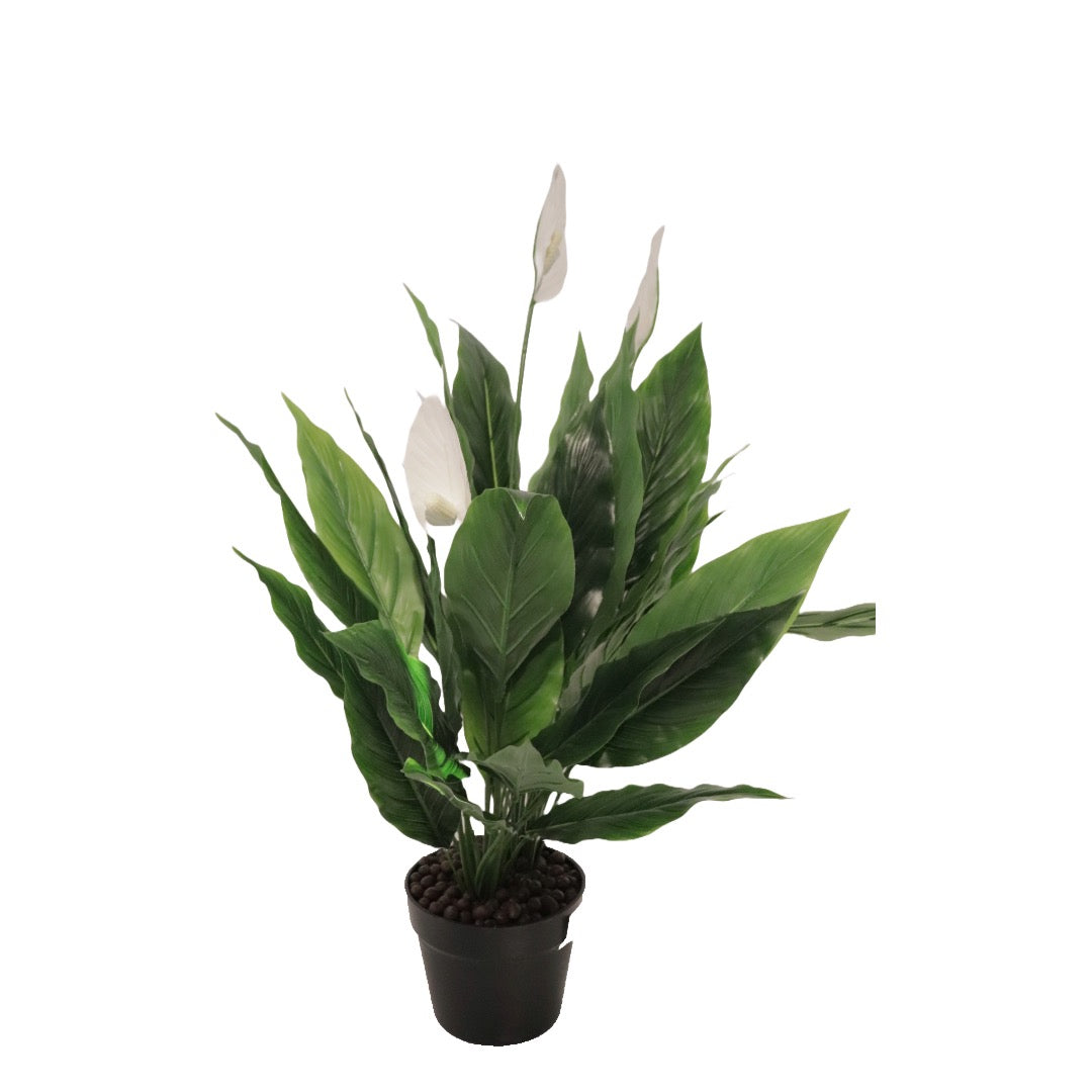 Flora fredslilja 75 cm