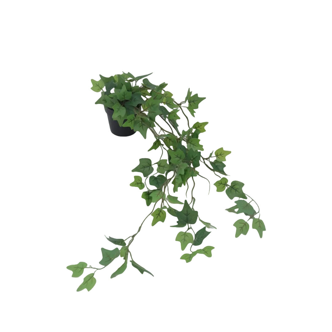 Flora murgröna 65 cm