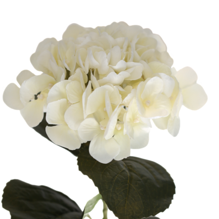 Hortensia vit 62 cm