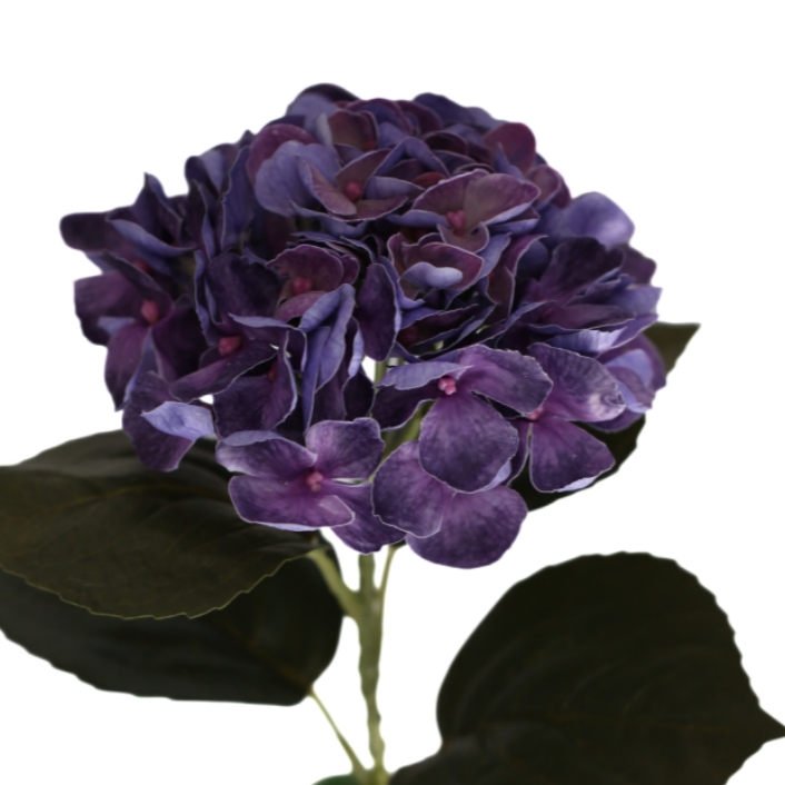Hortensia blå 62 cm