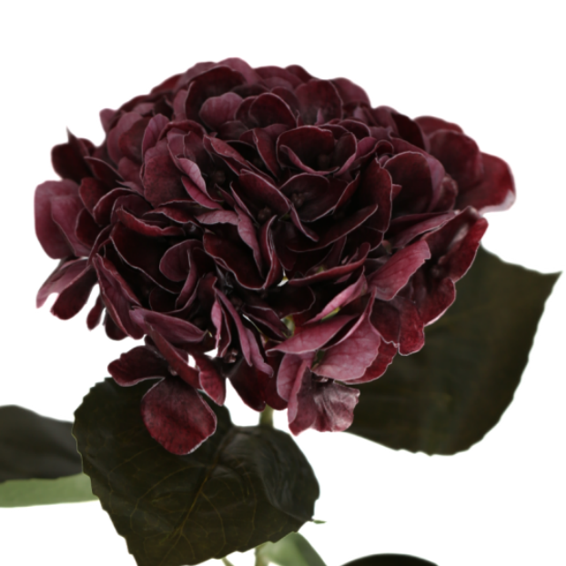 Hortensia vinröd 62 cm