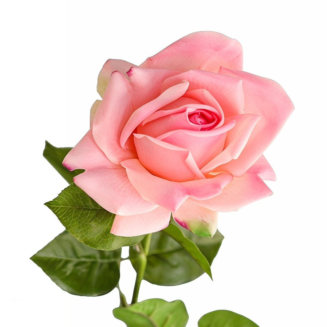 Rose rosa 64 cm