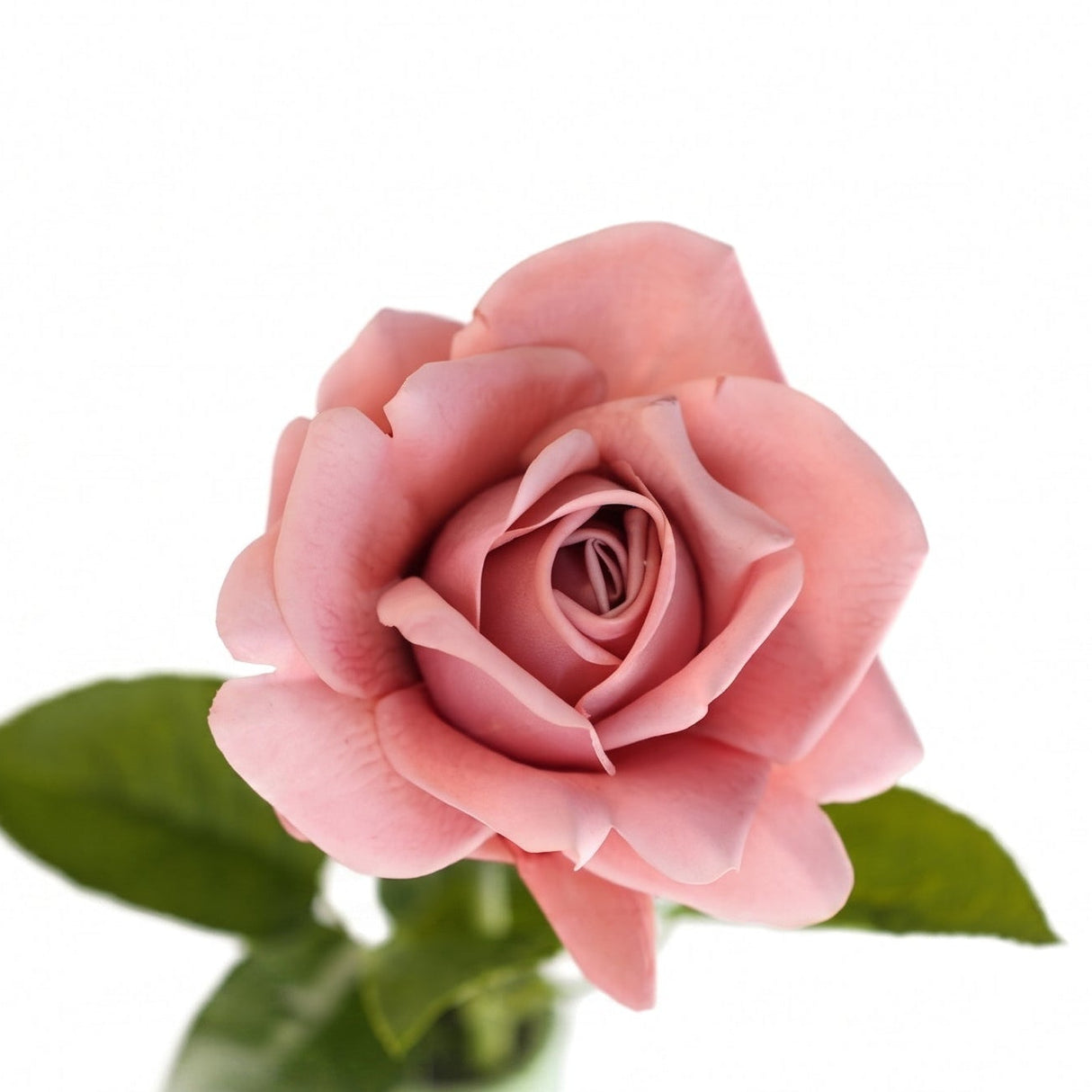 Rose gammelrosa 64 cm
