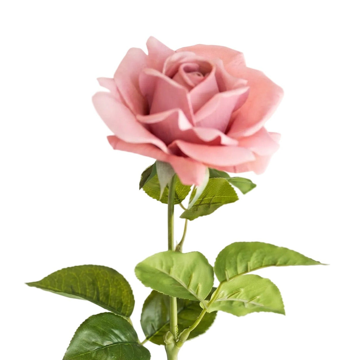 Rose gammelrosa 64 cm