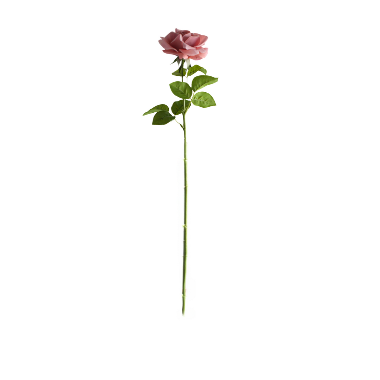 Rose gammelrosa 64 cm