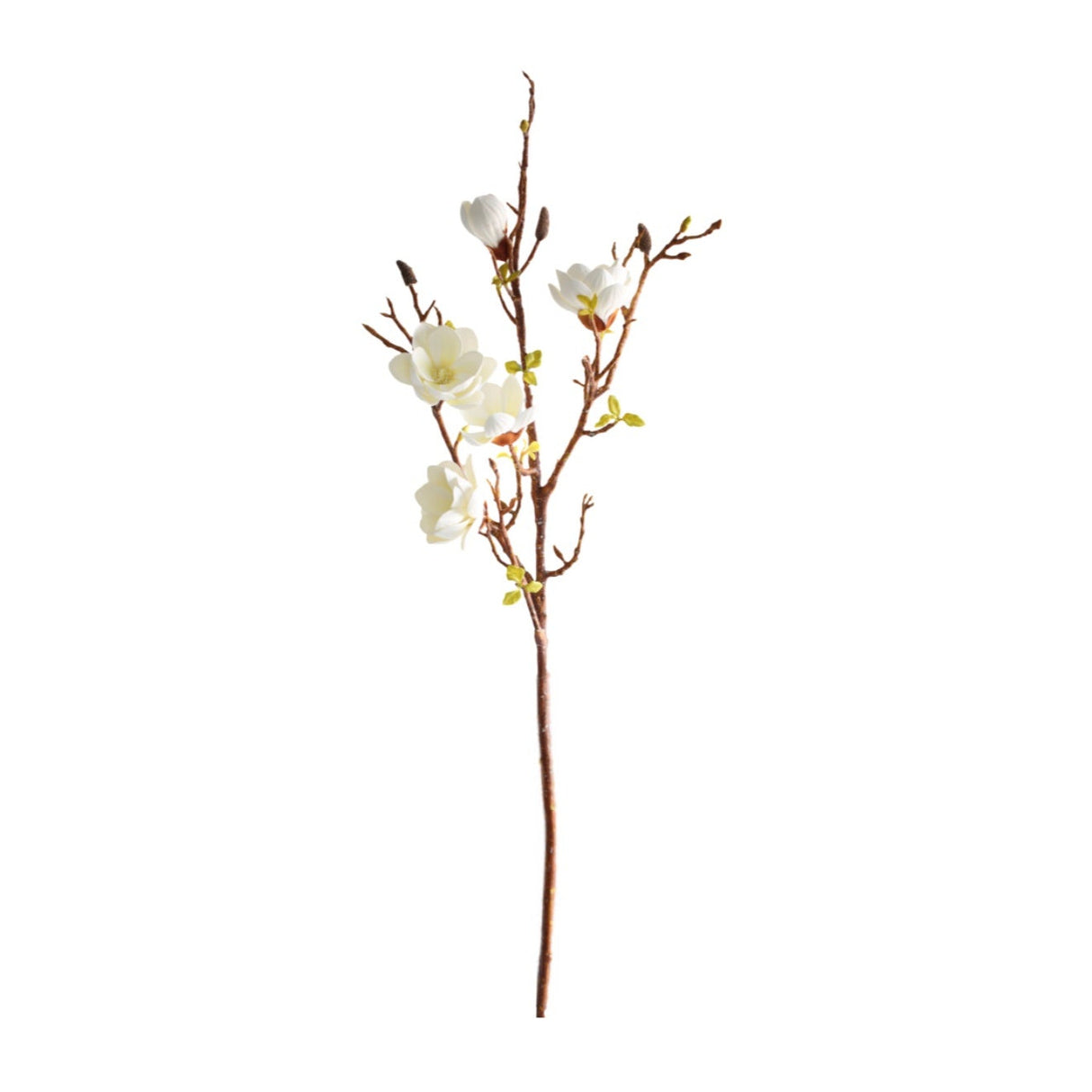 Magnolia vit 106 cm