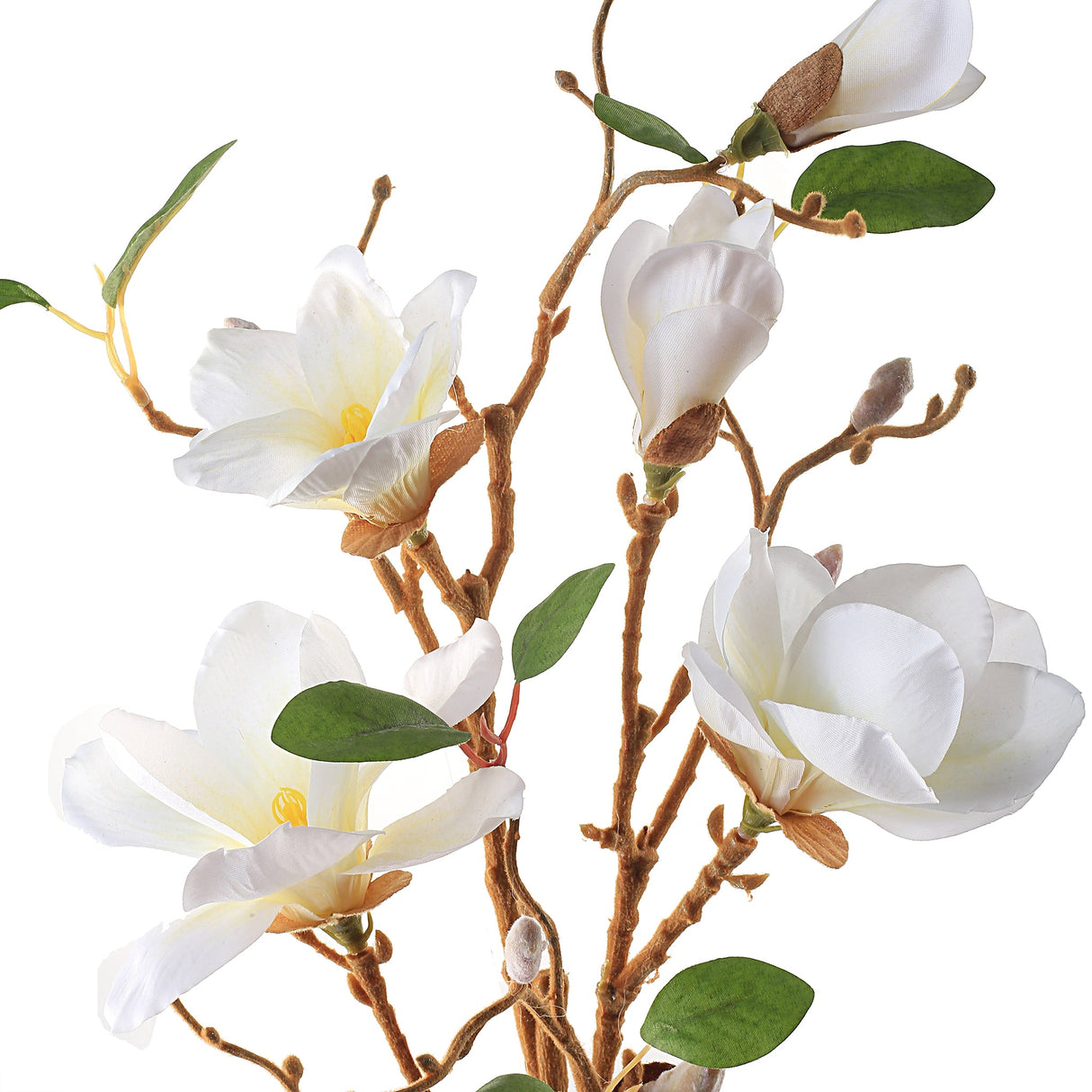 Magnoliagren vit