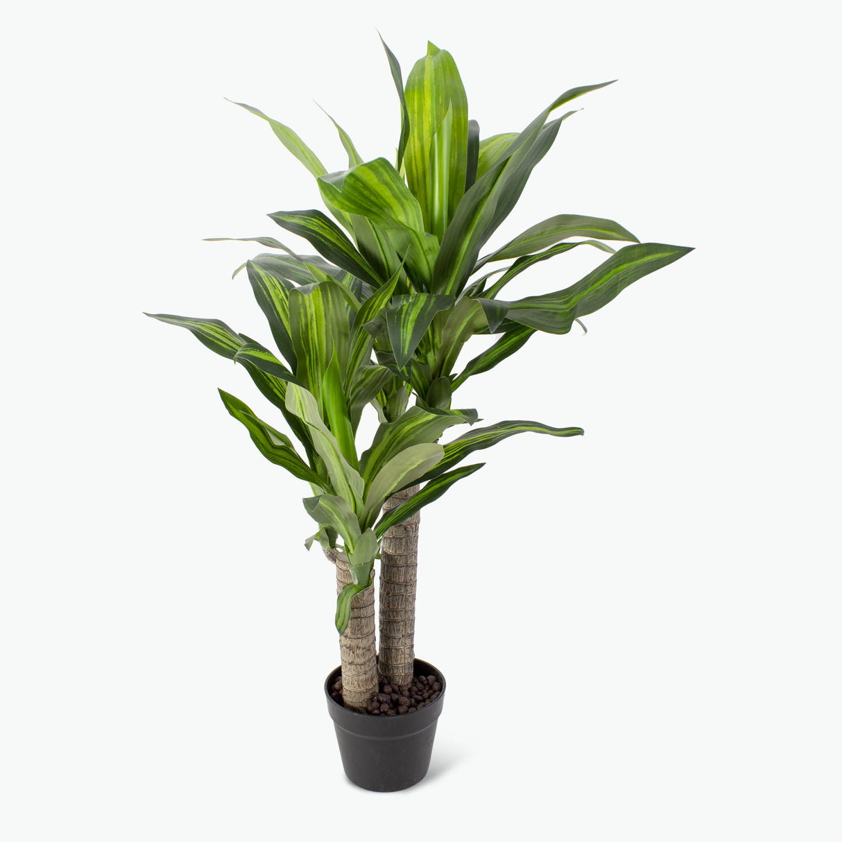 Flora drakblodsträd H: 90 cm