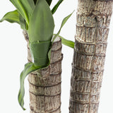 Flora drakblodsträd H: 90 cm