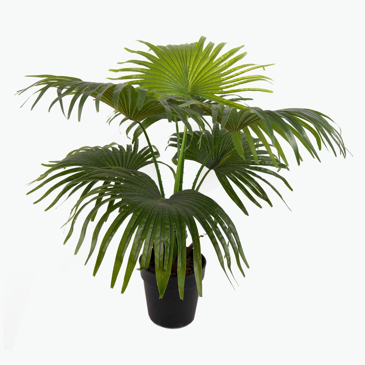 Flora Solfjäderspalm 80 cm