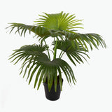 Flora Solfjäderspalm 80 cm