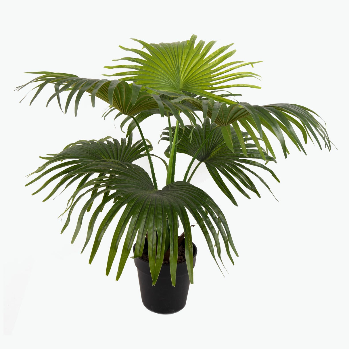 Flora Solfjäderspalm 80 cm