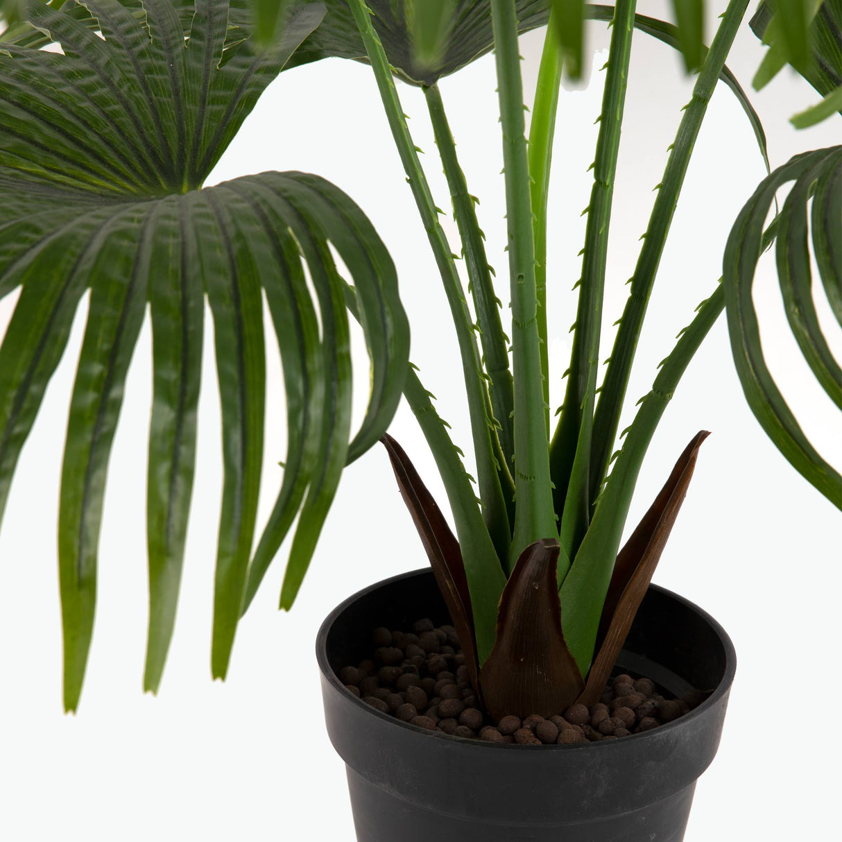 Flora Solfjäderspalm 80 cm