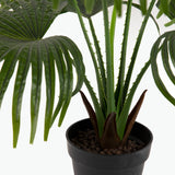Flora Solfjäderspalm 80 cm