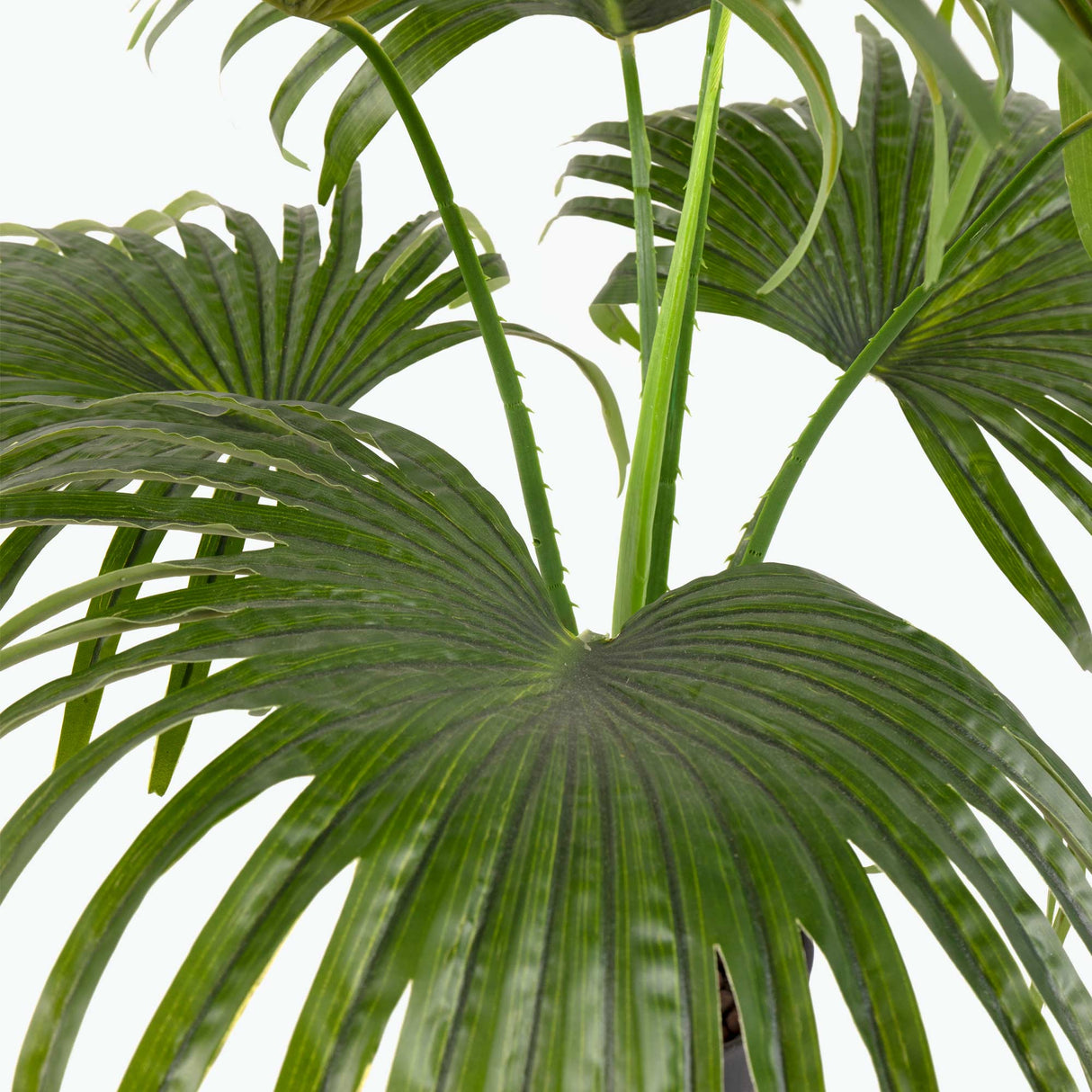 Flora Solfjäderspalm 80 cm