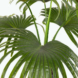 Flora Solfjäderspalm 80 cm
