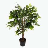 Flora Benjaminfikus 90 cm
