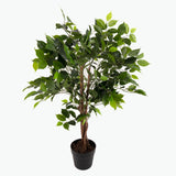 Flora Benjaminfikus 90 cm