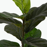 Flora Fiolfikus 50 cm