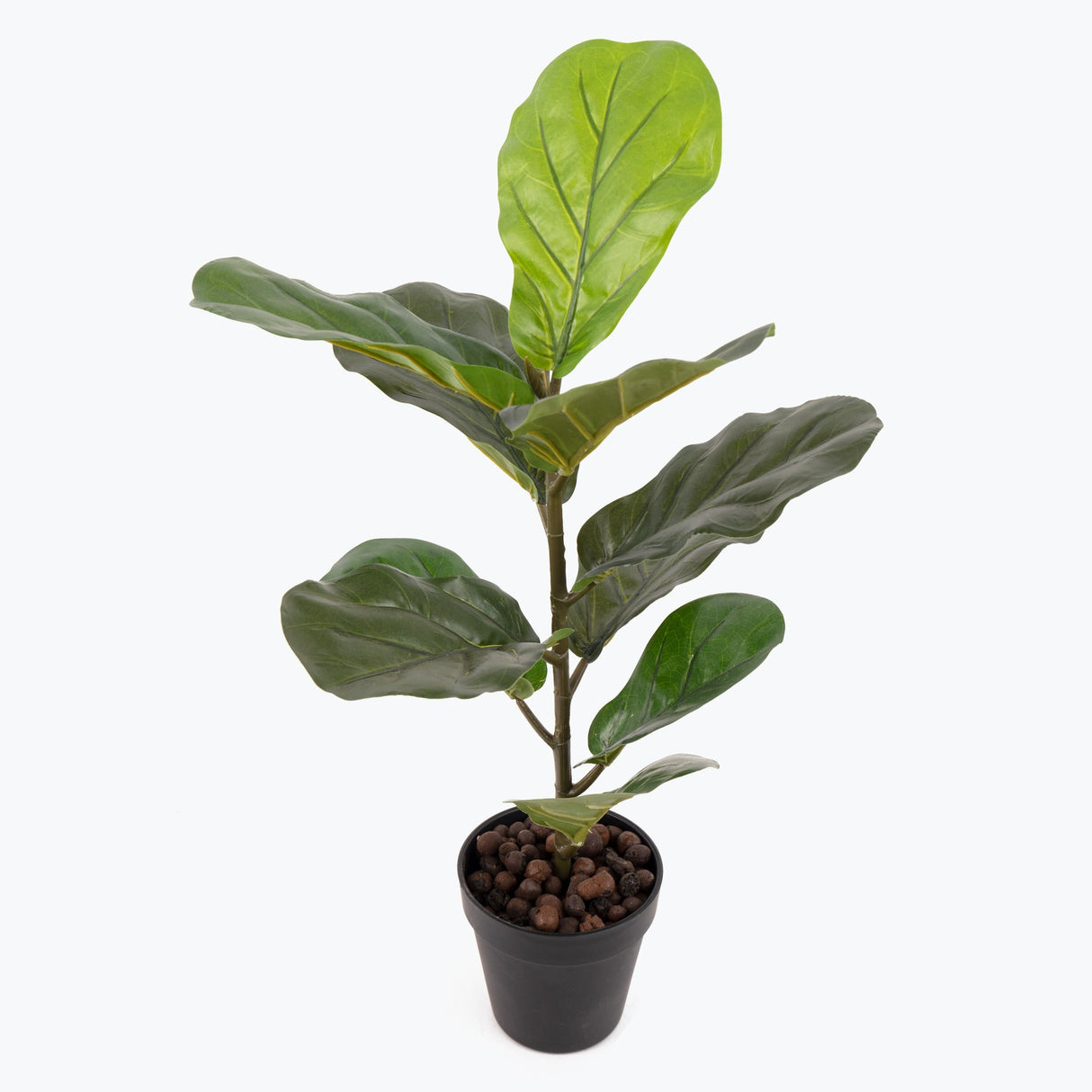Flora Fiolfikus 50 cm