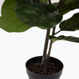 Flora Fiolfikus 100 cm