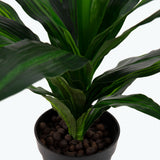Flora Dracena 65 cm