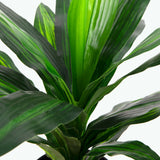 Flora Dracena 65 cm