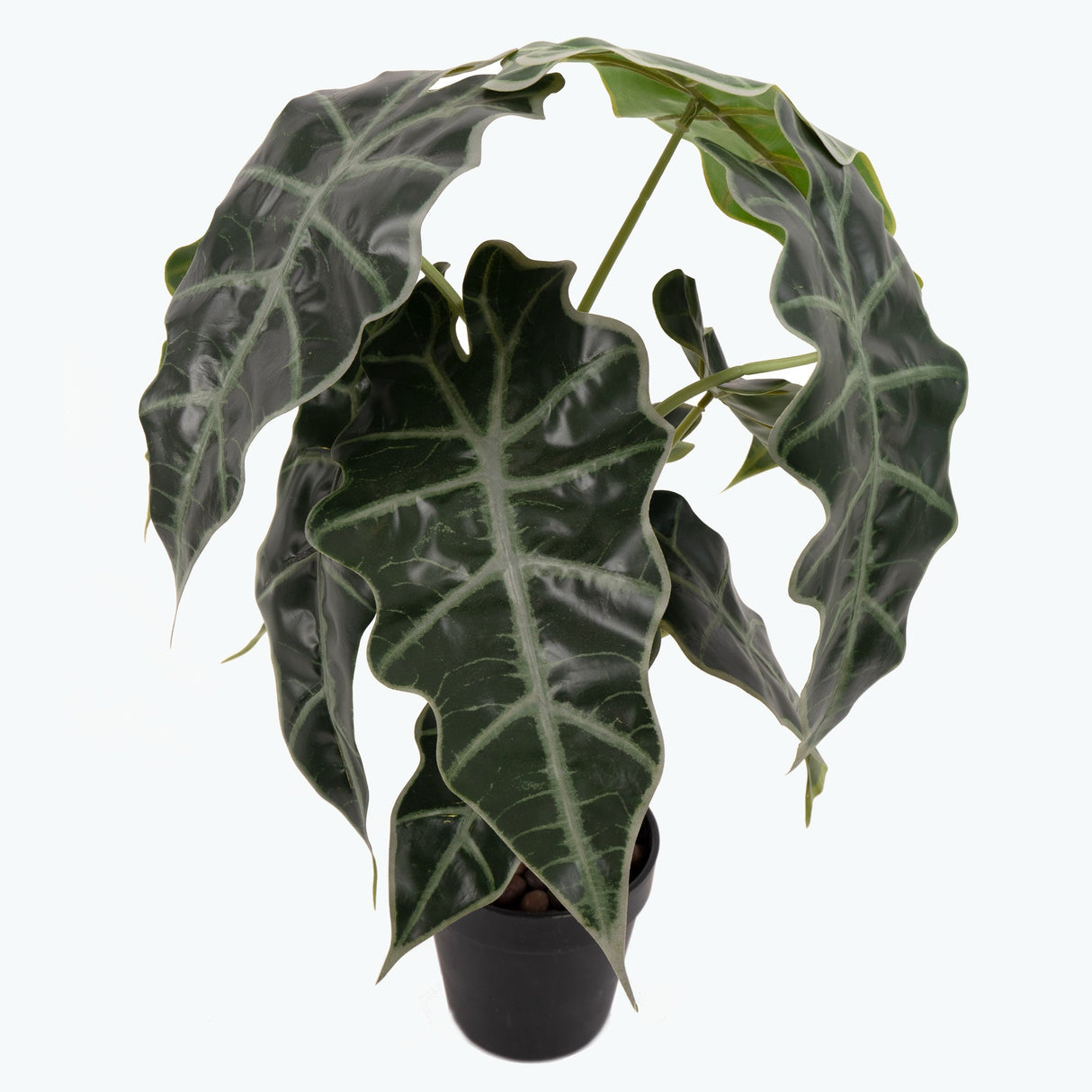 Flora Amazonsköld 50 cm