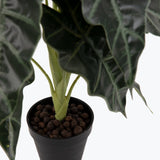 Flora Amazonsköld 50 cm