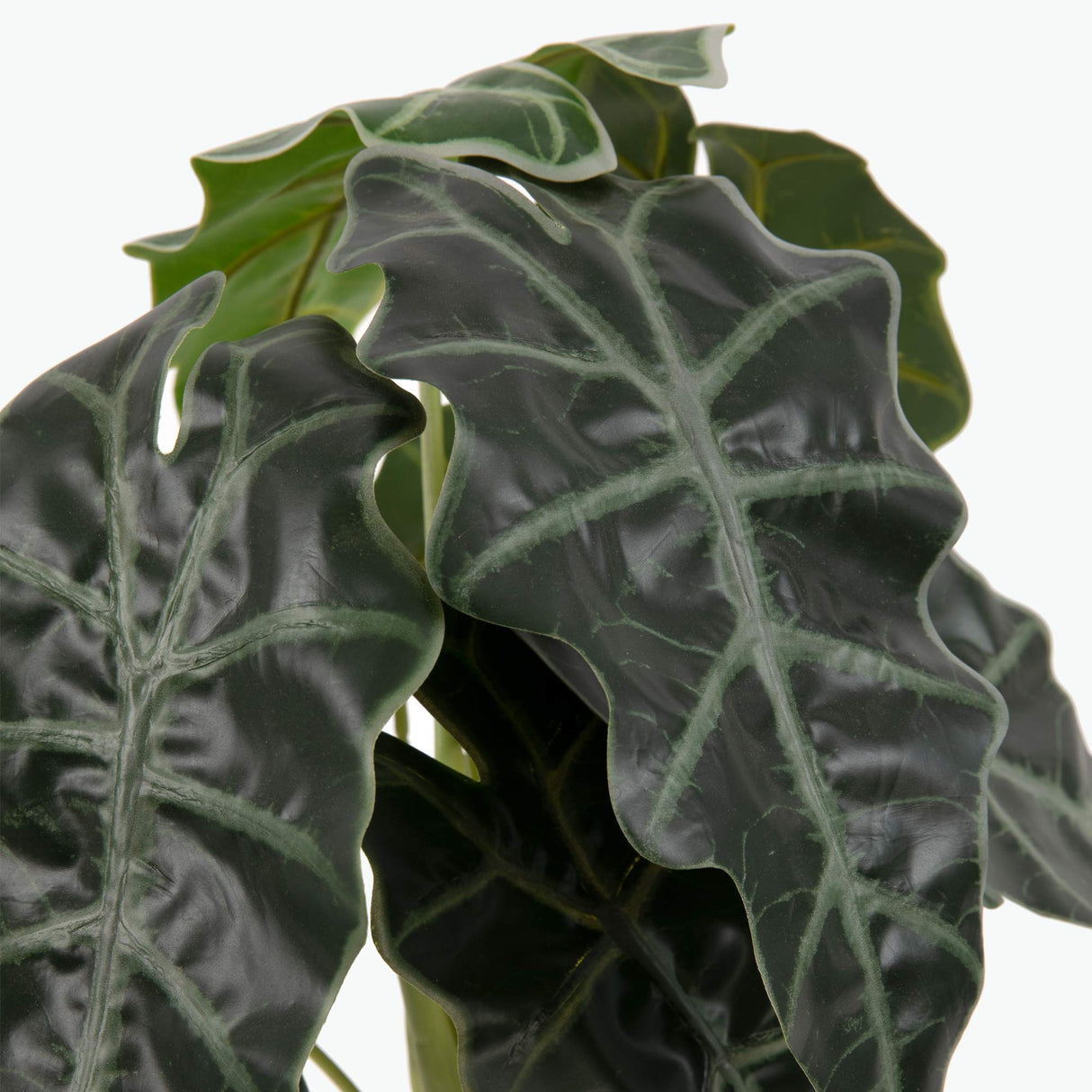 Flora Amazonsköld 50 cm