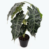 Flora Amazonsköld 50 cm