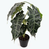 Flora Amazonsköld 50 cm