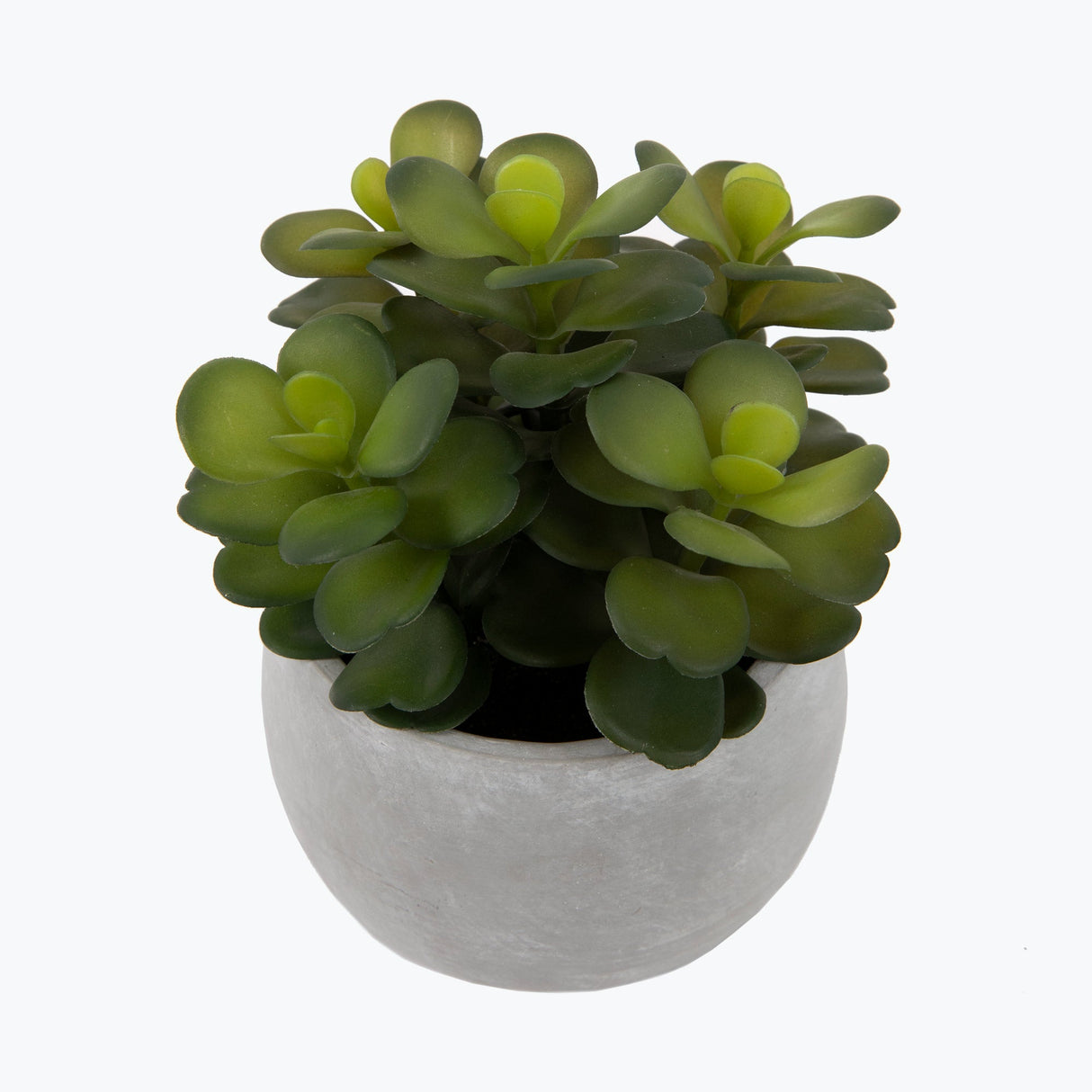 Flora suckulent