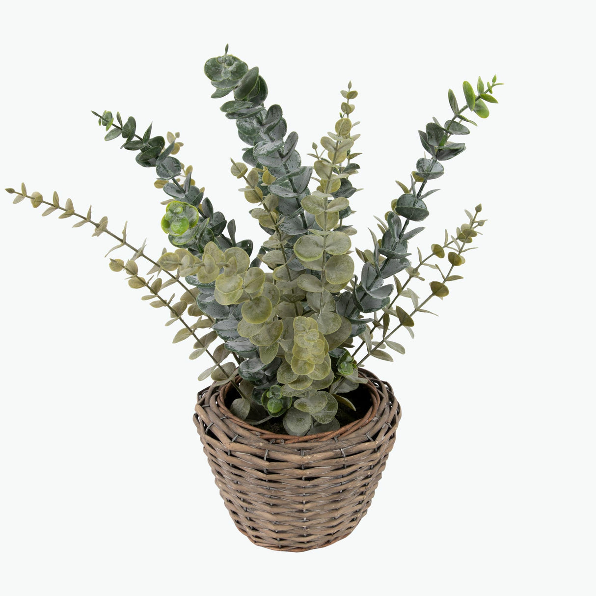 Flora Eucalyptus 50 cm