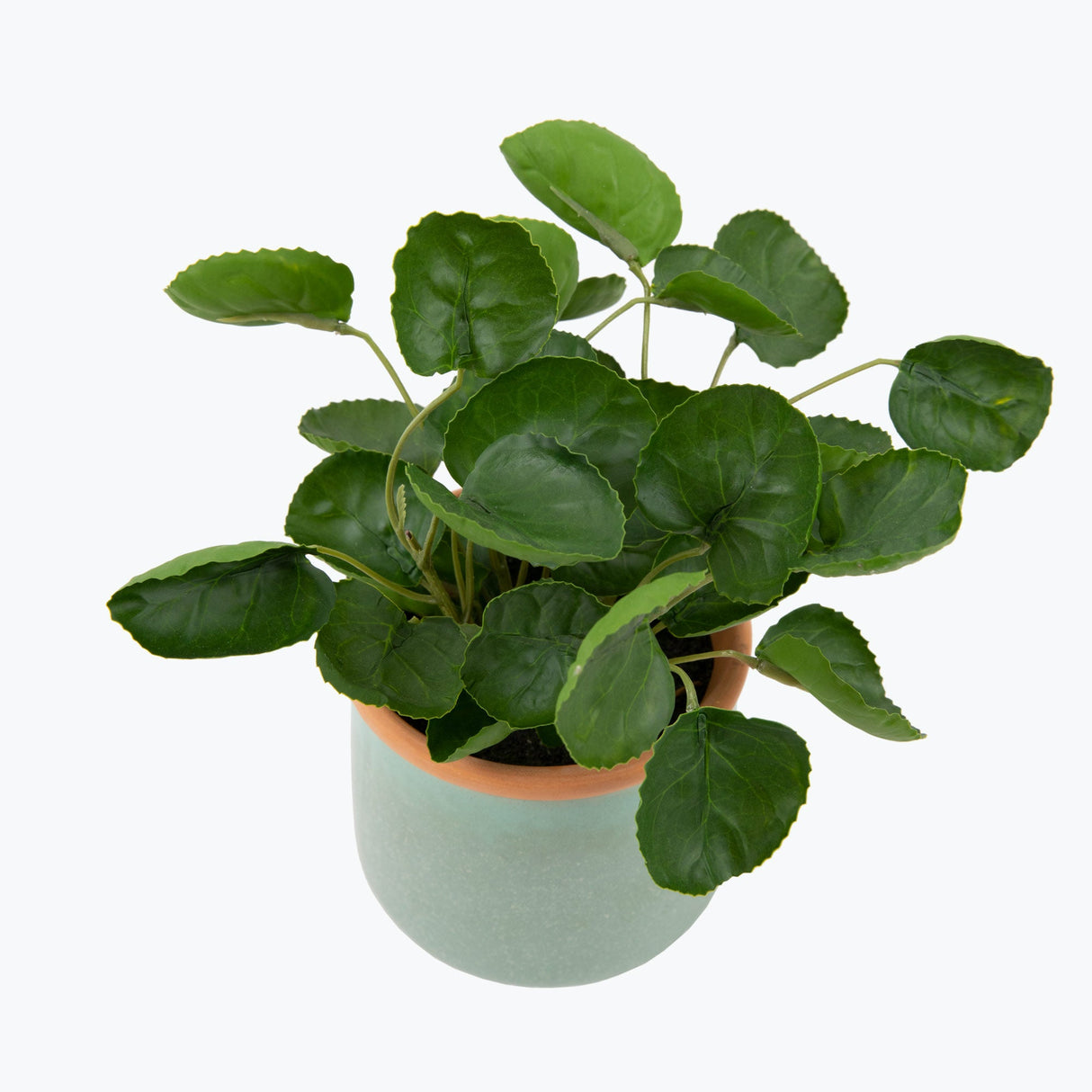Flora Elefantöra