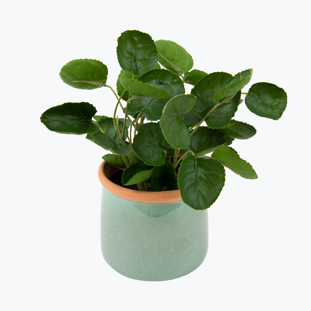 Flora Elefantöra