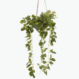 Flora Olivine
