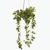 Flora Olivine