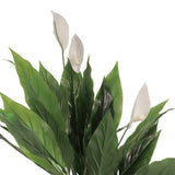 Flora fredslilja 75 cm