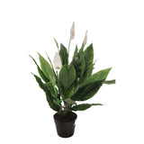 Flora fredslilja 75 cm