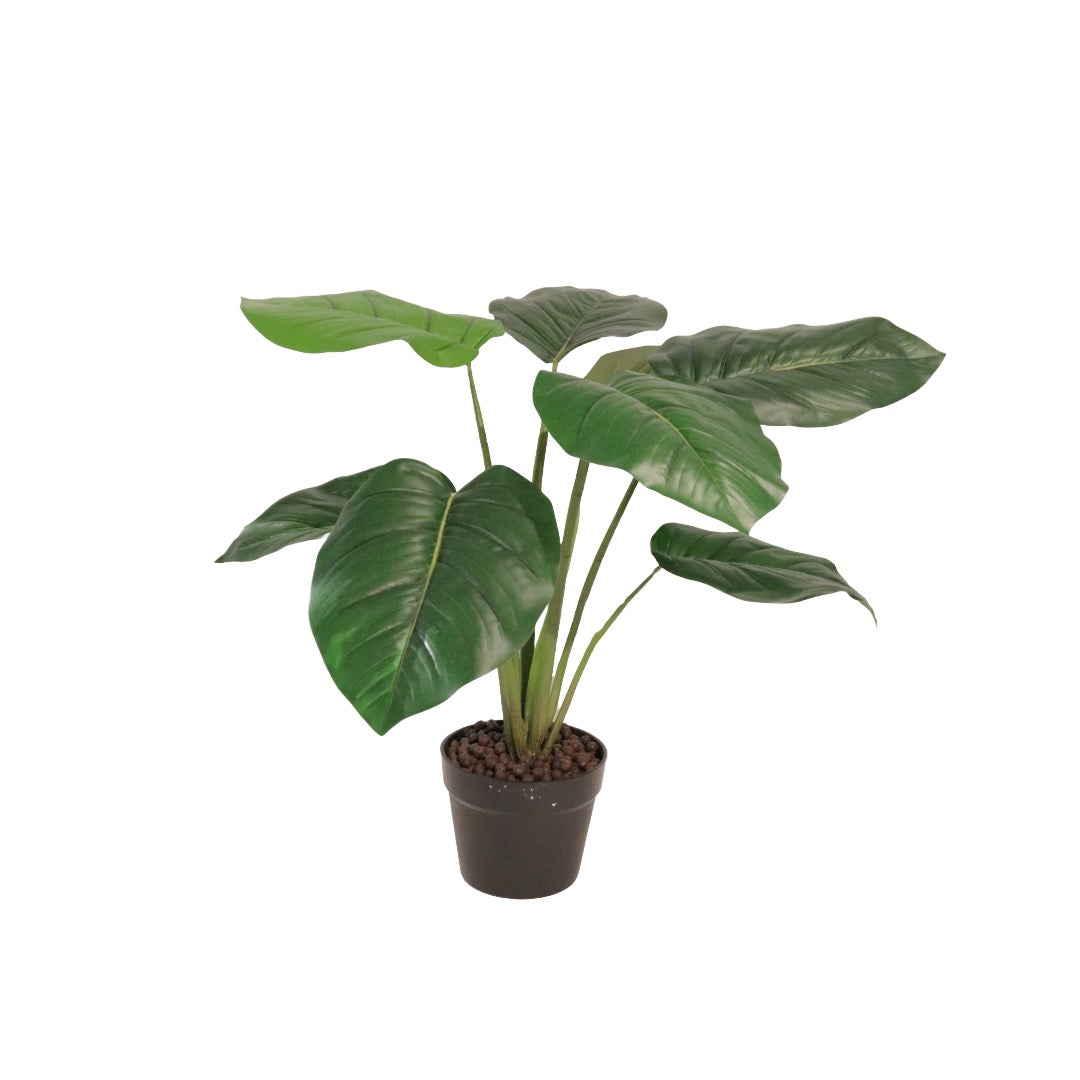 Flora Pothos 60 cm