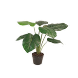 Flora Pothos 60 cm