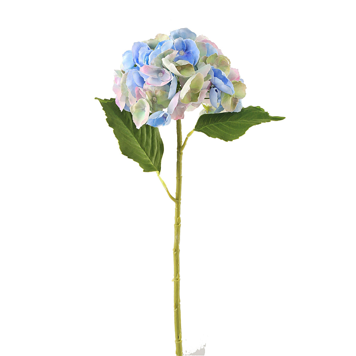 Hortensia blå 3 st