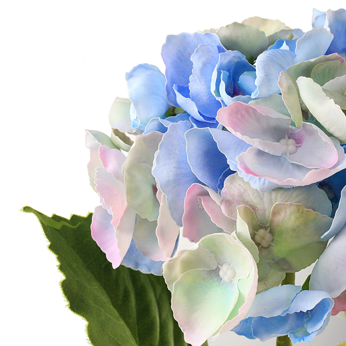 Hortensia blå 3 st