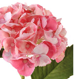 Hortensia rosa 3 st