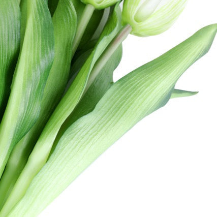 Tulip tulpaner vit 33 cm 7 st