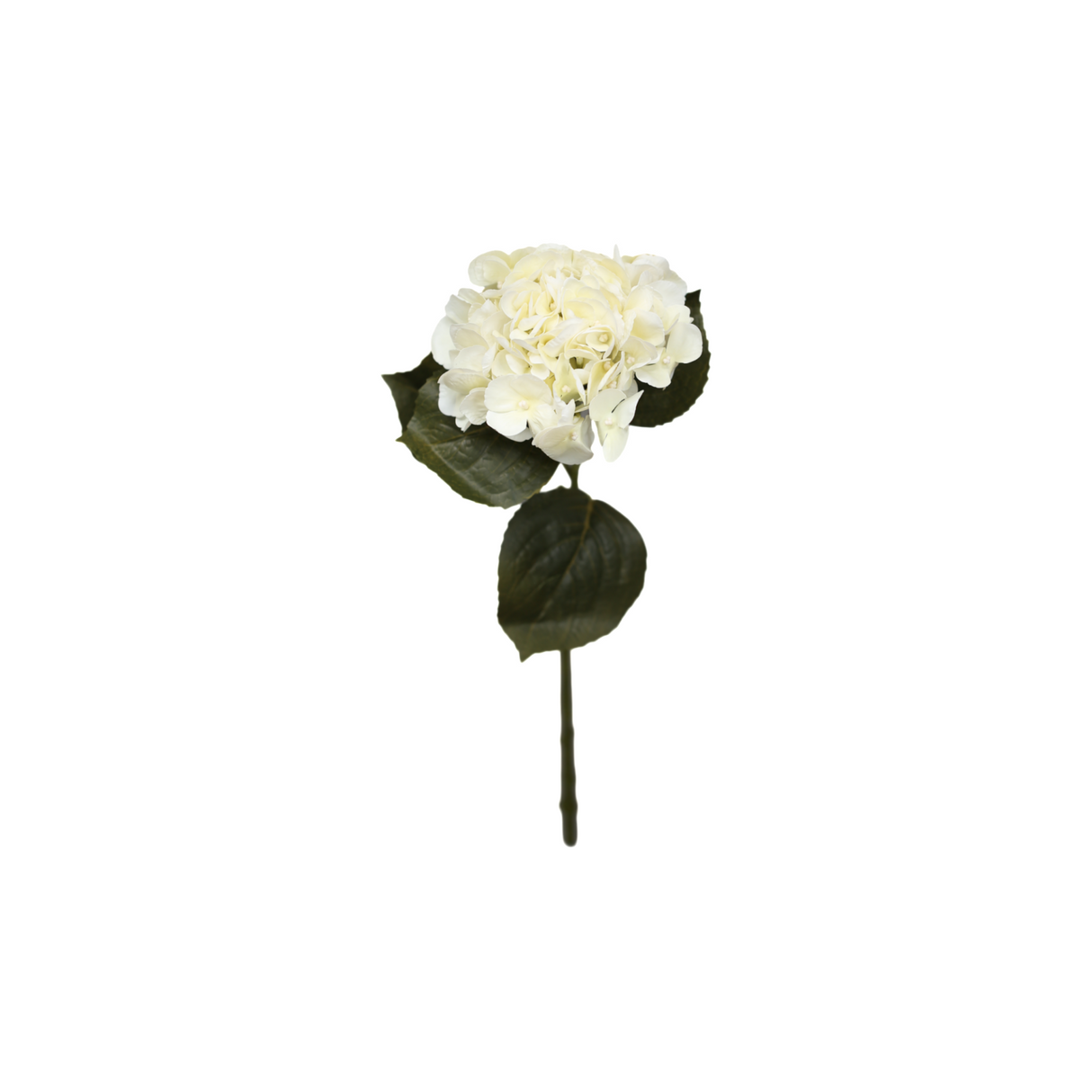 Hortensia vit 62 cm